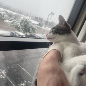 Pet Allergy Warning!